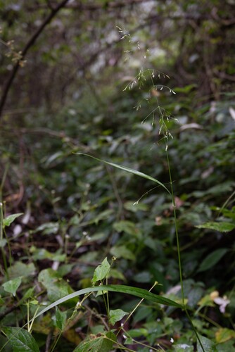 Aniselytron treutleri iNat (2)