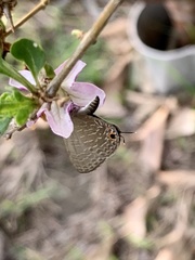 Jamides bochus formosanus