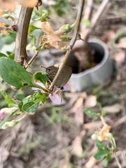 Jamides bochus formosanus