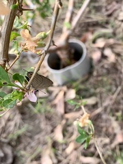 Jamides bochus formosanus