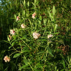 Pimelea ligustrina