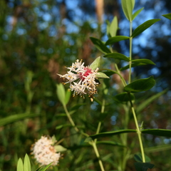 Pimelea ligustrina