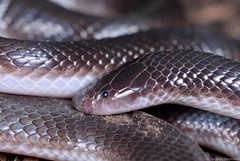 Atractaspis bibronii