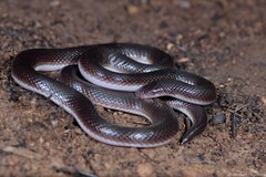 Atractaspis bibronii