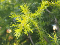Melaleuca bracteata