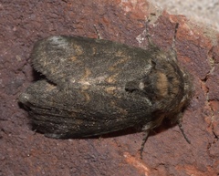 Rifargia subrotata