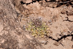 Acanthocalycium glaucum