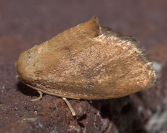 Heterogenea shurtleffi