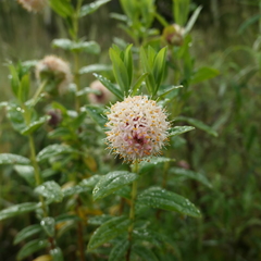 Pimelea ligustrina