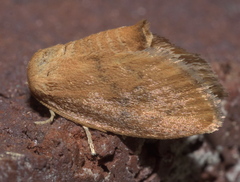 Heterogenea shurtleffi