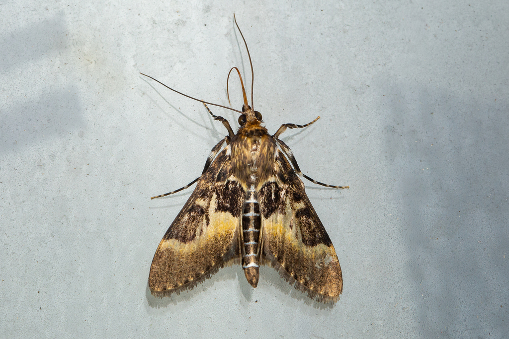 Parbattia vialis