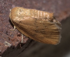 Heterogenea shurtleffi