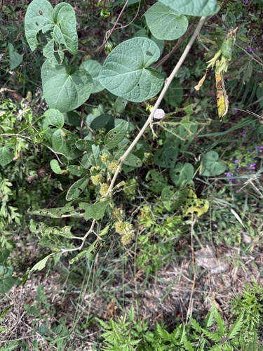 Woolly lespedeza (Lespedeza tomentosa)