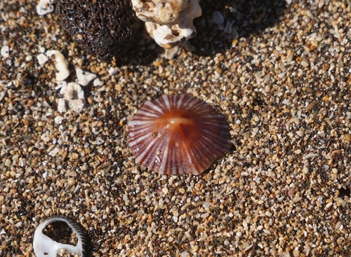 Siphonaria normalis observed 2019-08-19