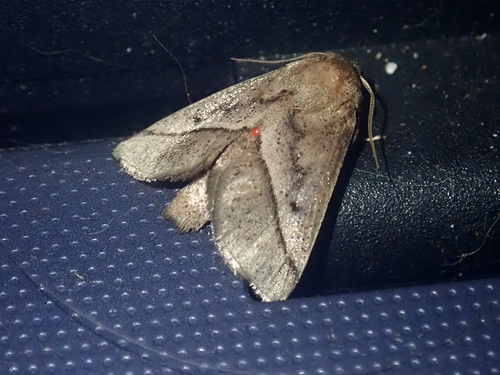 Thosea medialis · iNaturalist