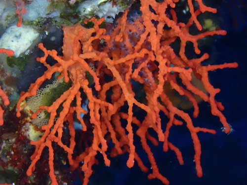 Red coral