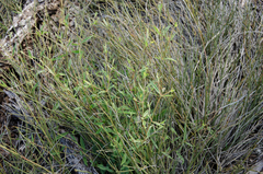 Achyranthes talbotii