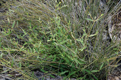 Achyranthes talbotii