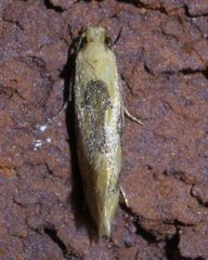 Hybroma servulella