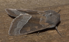 Hydraecia medialis