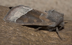 Hydraecia medialis