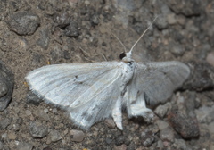 Hydrelia albifera