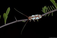 Prosopocera lactator