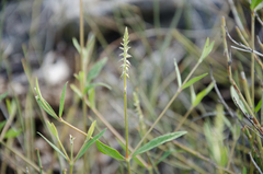 Achyranthes talbotii
