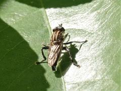 Orthoprosopa bilineata