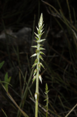 Achyranthes talbotii