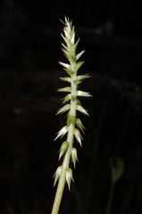 Achyranthes talbotii