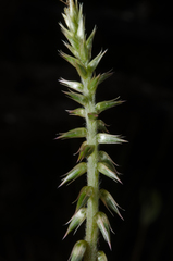 Achyranthes talbotii