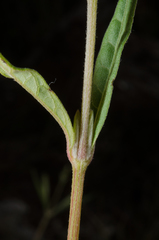 Achyranthes talbotii