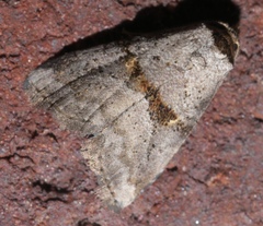 Hyperstrotia flaviguttata