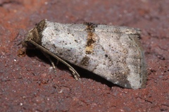 Hyperstrotia flaviguttata