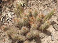 Trichocereus huascha
