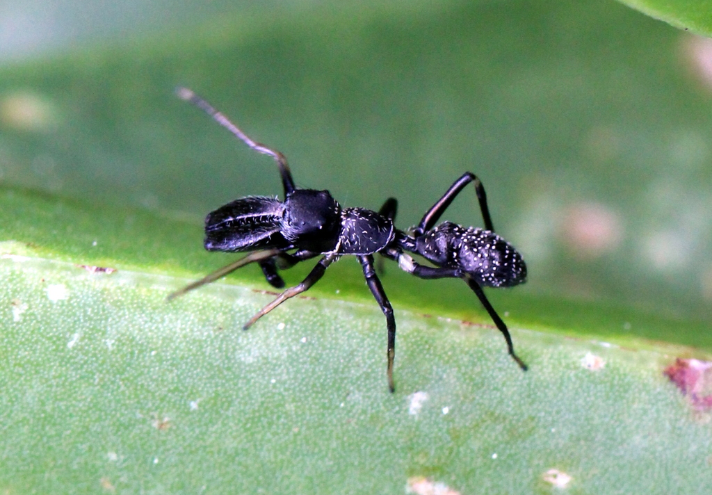 Myrmarachne albosetosa
