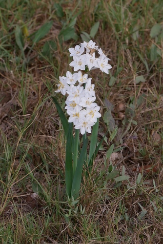 Narcissus broussonetii image