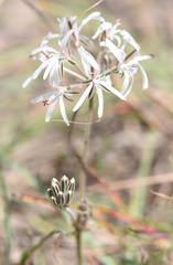 Pelargonium auritum carneum