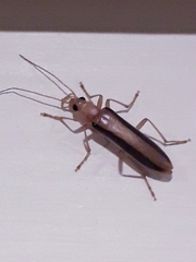 Parisopalpus thoracicus