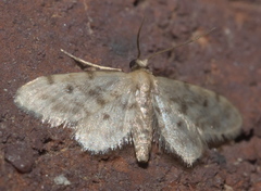 Idaea bonifata