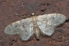 Idaea bonifata