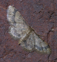 Idaea celtima