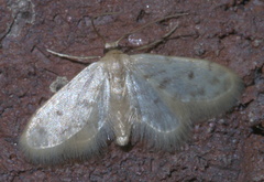 Idaea bonifata