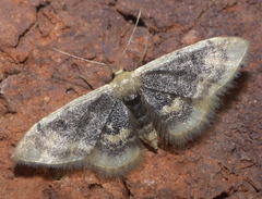 Idaea scintillularia