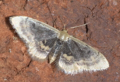 Idaea scintillularia