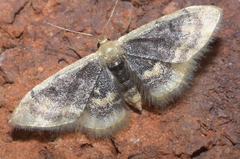 Idaea scintillularia