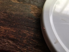 Heterotoma planicornis