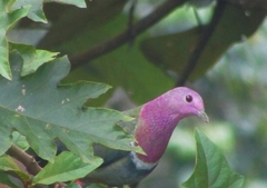 Ptilinopus porphyreus