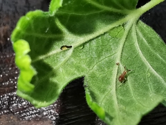 Heterotoma planicornis